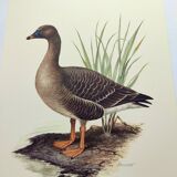 Old bird illustration 1960s - Bean Goose - Ornithological animal image