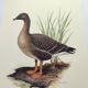 Old bird illustration 1960s - Bean Goose - Ornithological animal image
