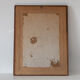 Exotic bird frame
