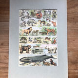 Mammals board