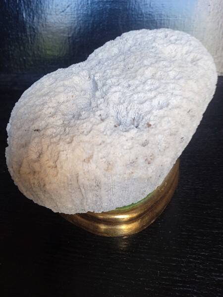 Cabinet de Curiosités Psammocora profundacel corail blanc sur socle