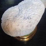Cabinet of Curiosities Psammocora profundacel white coral on base