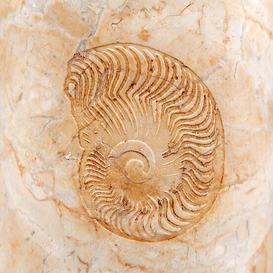 Cylindrical marble vase with fossil motif