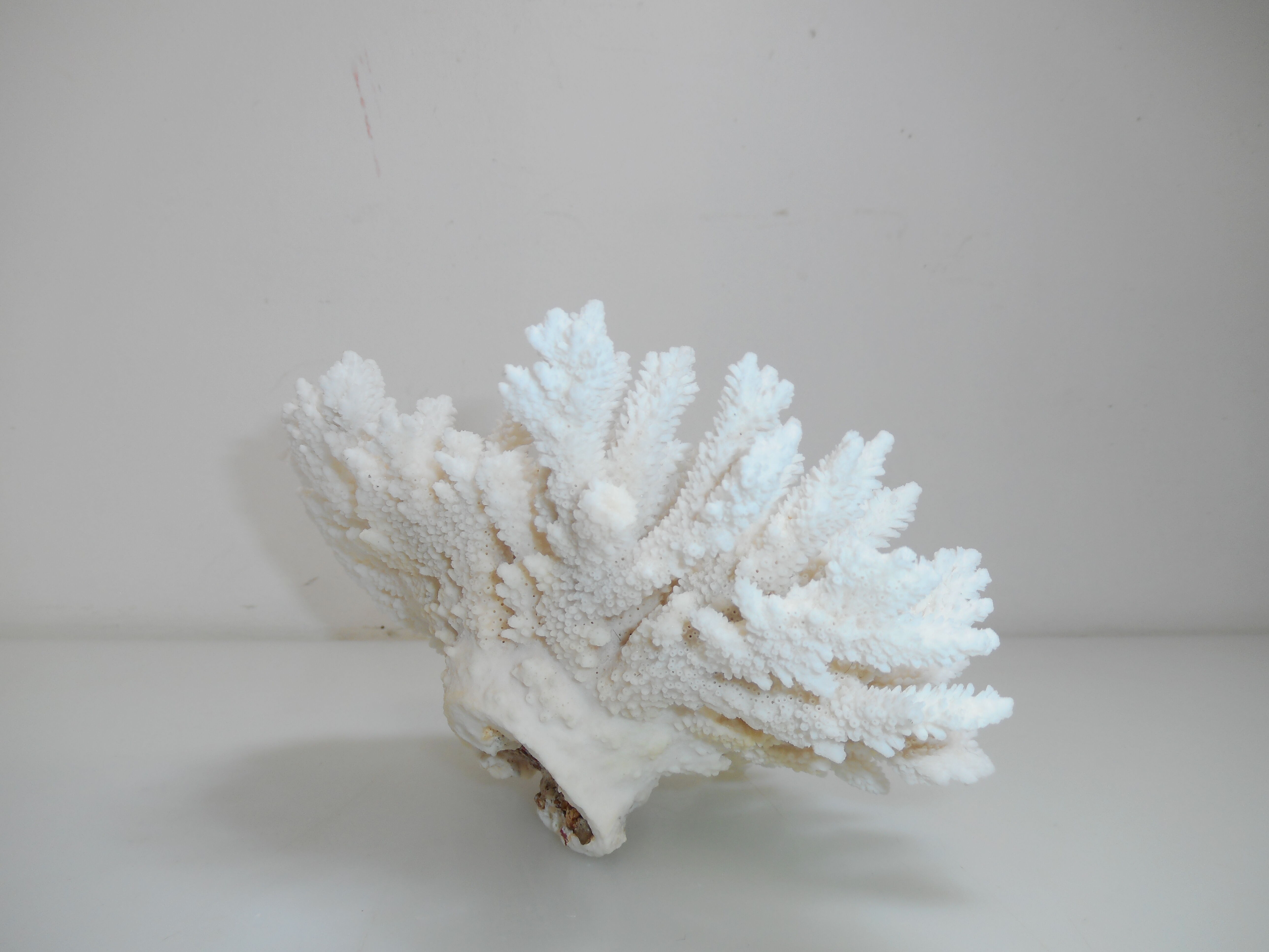 Ancient natural white coral