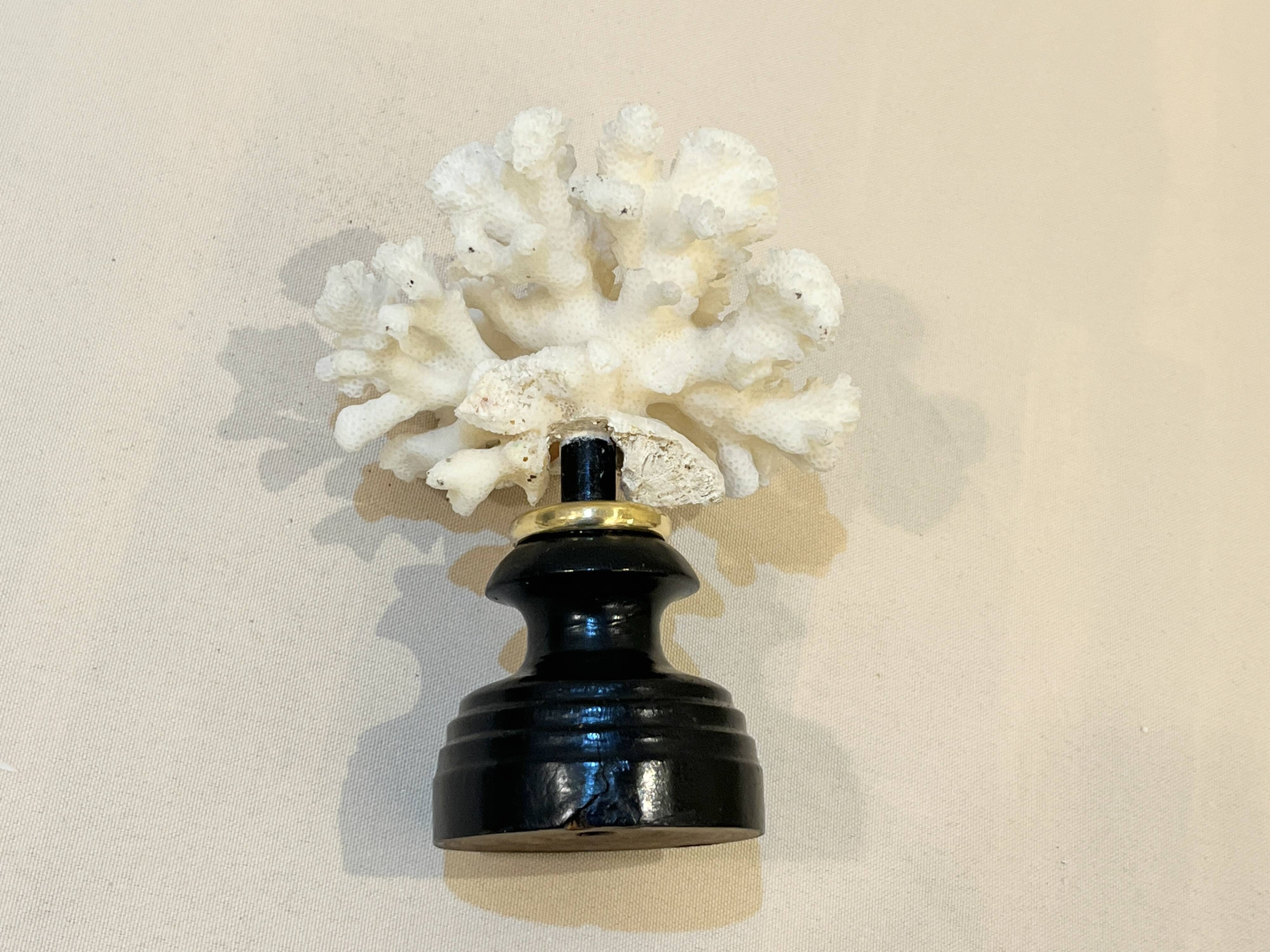 Antique natural white bush coral on wooden base Napoleon III cabinet of curiosities