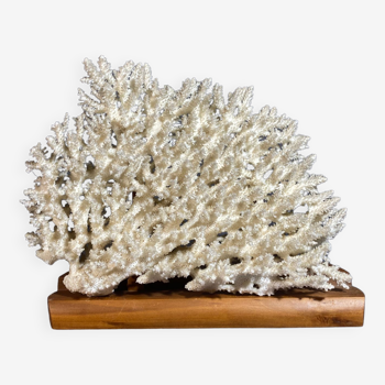 White coral