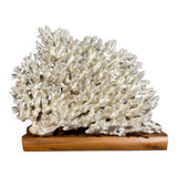 White coral