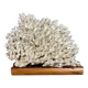 Corail blanc