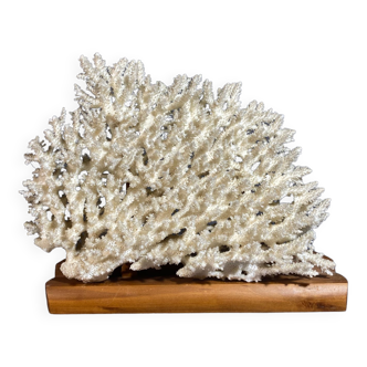 White coral