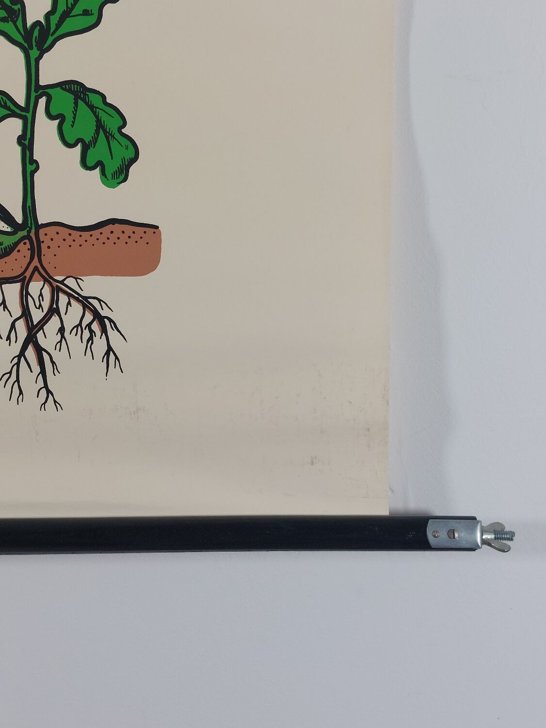 Vintage educational wall hanging roll chart biology oak