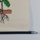 Vintage educational wall hanging roll chart biology oak