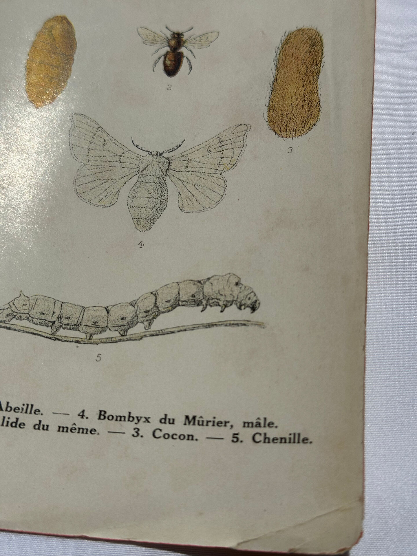 Affiche botanique gravure papillon naturaliste 19eme double face