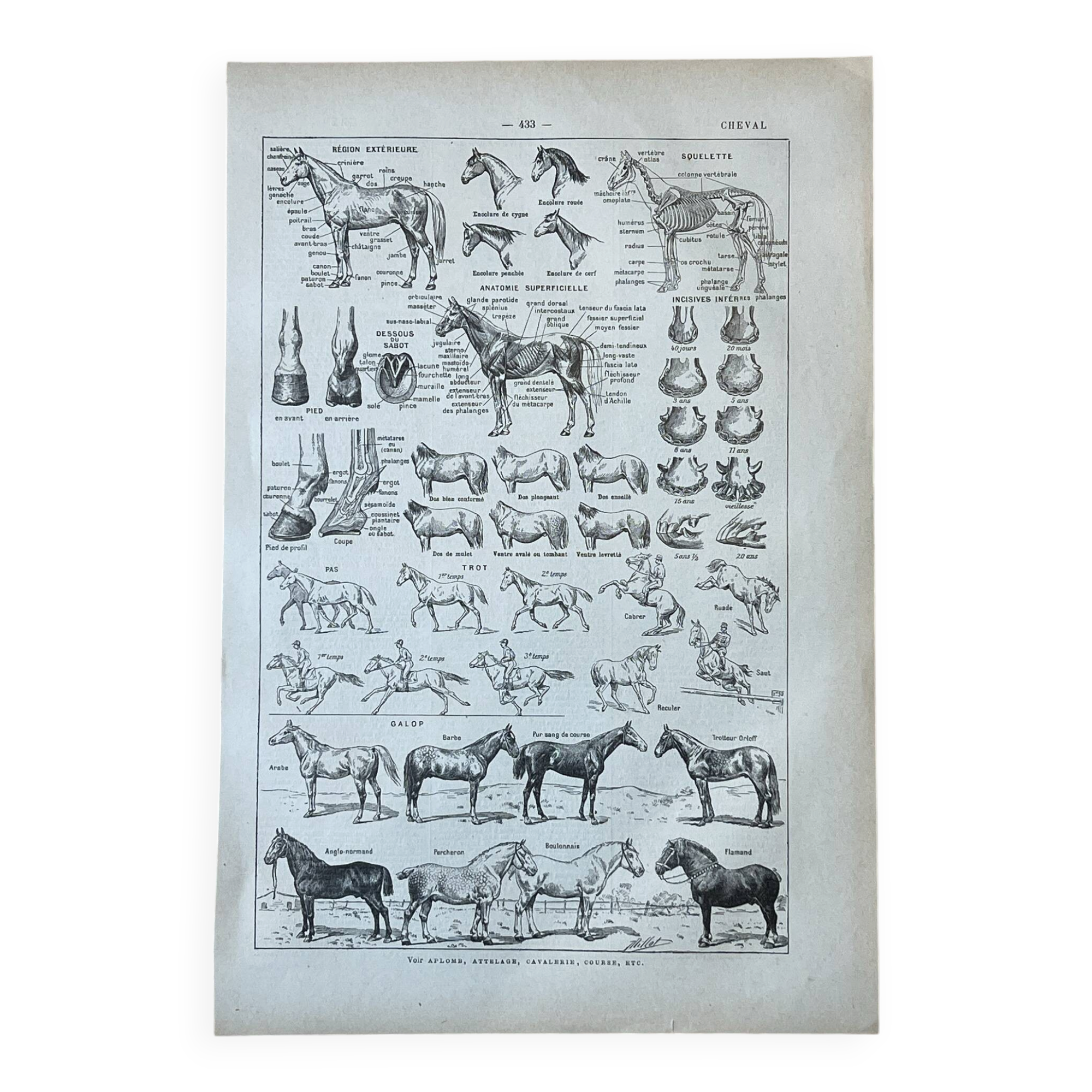 Planche “Cheval” - anatomie, allures, races 20x29cm