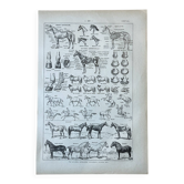 Planche “Cheval” - anatomie, allures, races 20x29cm