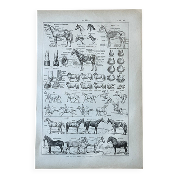 Plate "Horse" - anatomy, gaits, breeds 20x29cm