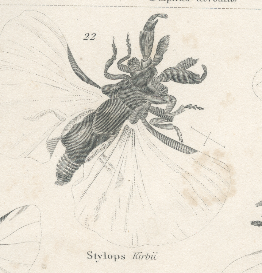 Antique engraving on Entomology: XIXTH (Insecta PL 5)
