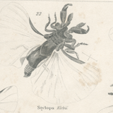 Antique engraving on Entomology: XIXTH (Insecta PL 5)