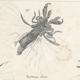 Antique engraving on Entomology: XIXTH (Insecta PL 5)