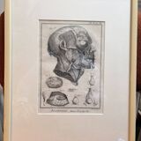 Old Print Engraving 19th Century Framed Anatomy Artery Face Bernard Dixerit