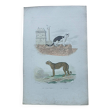Affiche - gravure zoologique ancienne - chat et guépard (mi 19ème)