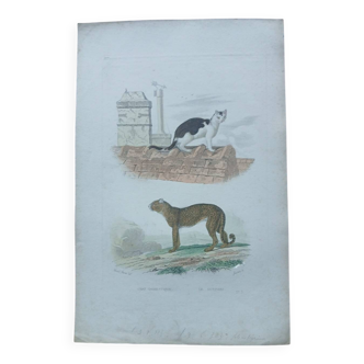 Poster - old zoological engraving - cat and cheetah (mid 19th century)
