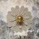 Flower wall light