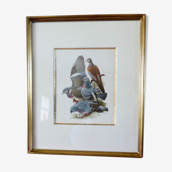 Oiseaux - collection Hepatior N°10