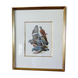 Oiseaux - collection Hepatior N°10