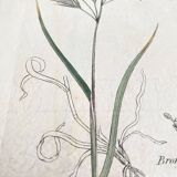 Trio of botanical plates, Ed London 1809