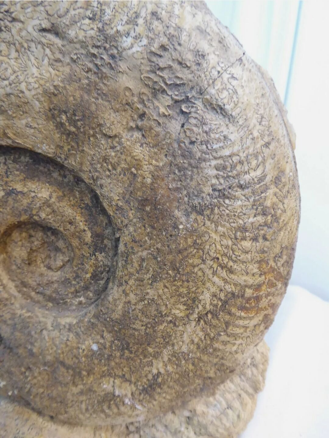 Fossil ammonite curiosity cabinet