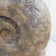 Fossil ammonite curiosity cabinet