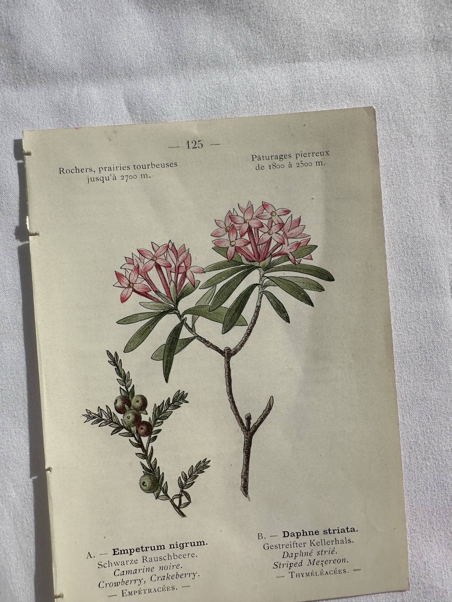 Naturalist Plate – 19th Century Botanical Engraving, Double-Sided
