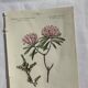 Naturalist Plate – 19th Century Botanical Engraving, Double-Sided
