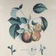 Botanical plate of peaches