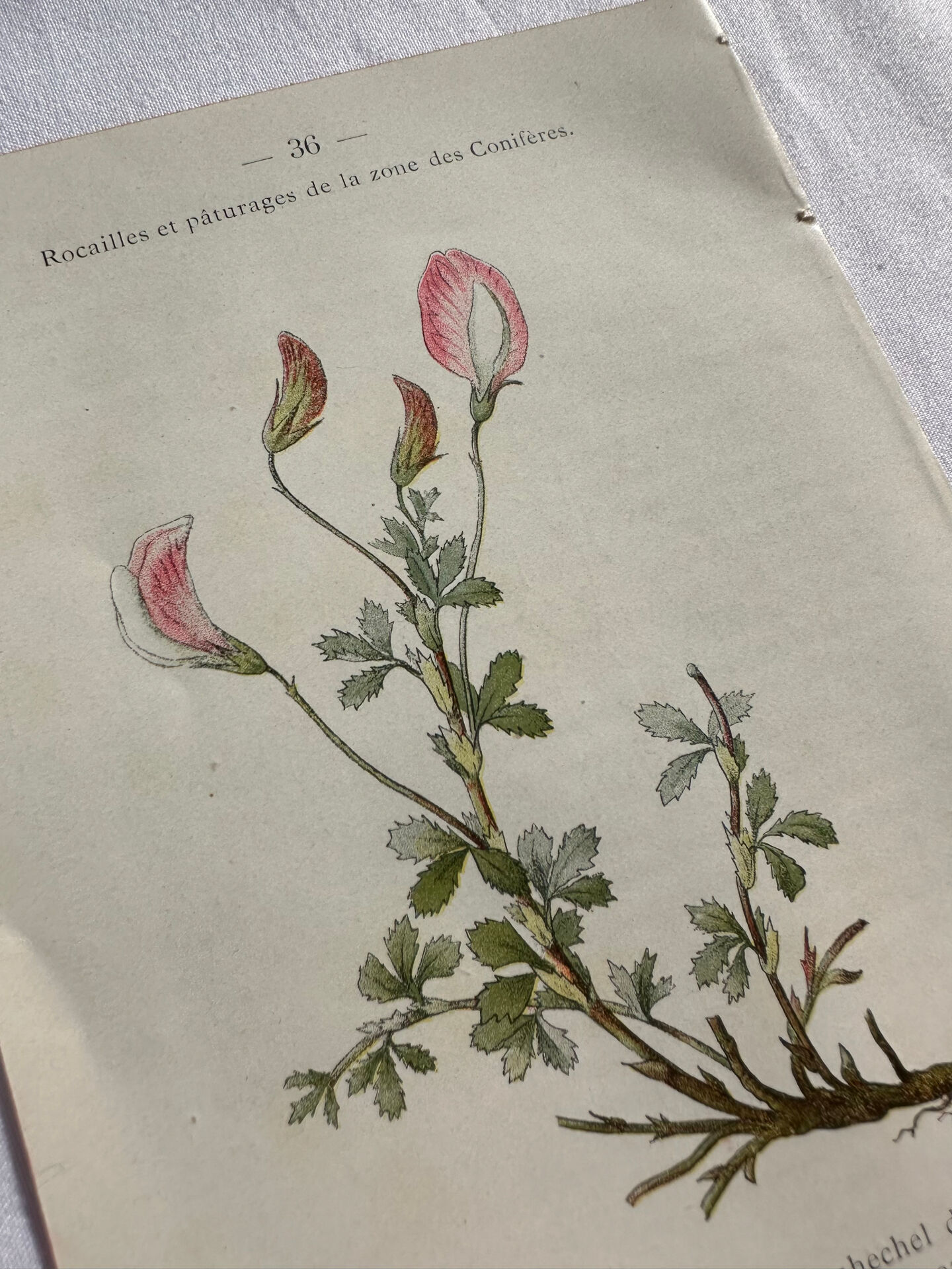 Naturalist Plate – 19th Century Botanical Engraving, Double-Sided