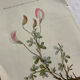 Naturalist Plate – 19th Century Botanical Engraving, Double-Sided
