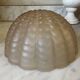 Pair of shell wall lights in frosted glass in Art Deco style.