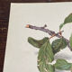 Affiche botanique, Prunus Domestica