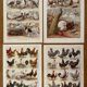Reserved Zuzana - Set of 4 lithos on birds