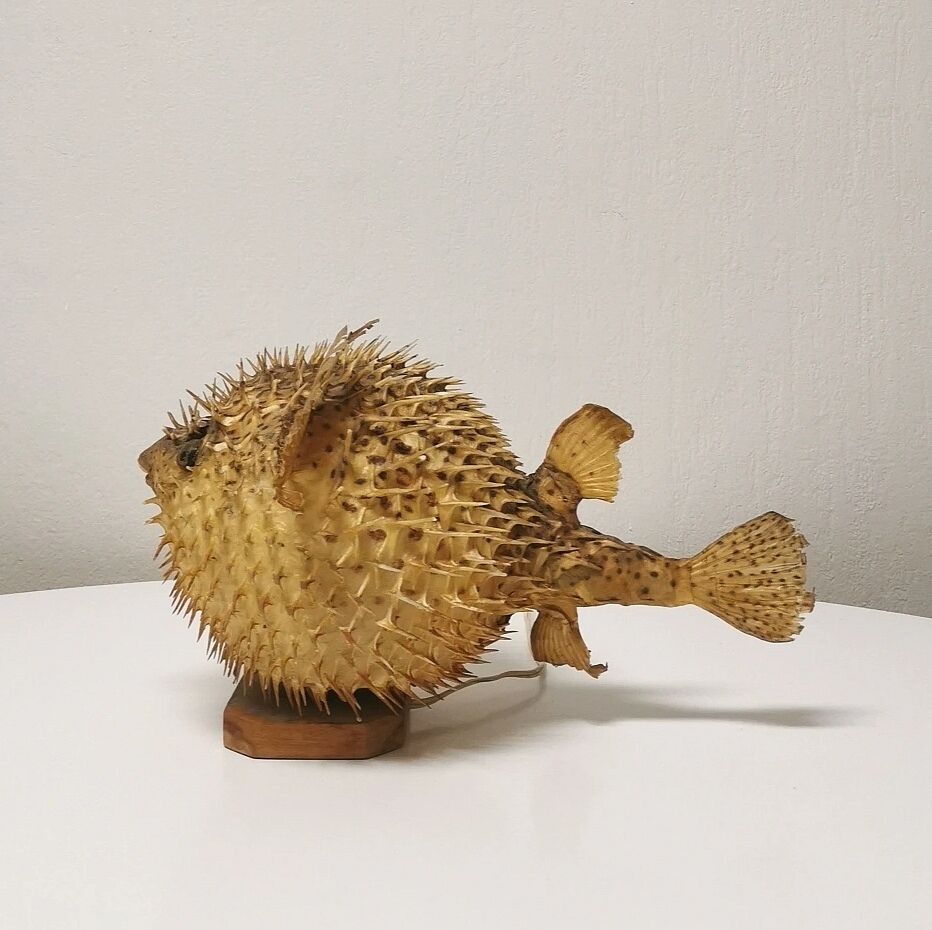 Naturalized Moonfish Lamp, 1950