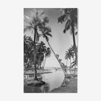 Photo child climbing a palm tree in Tahiti. year 50 40x60cm format