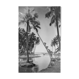 Photo child climbing a palm tree in Tahiti. year 50 40x60cm format