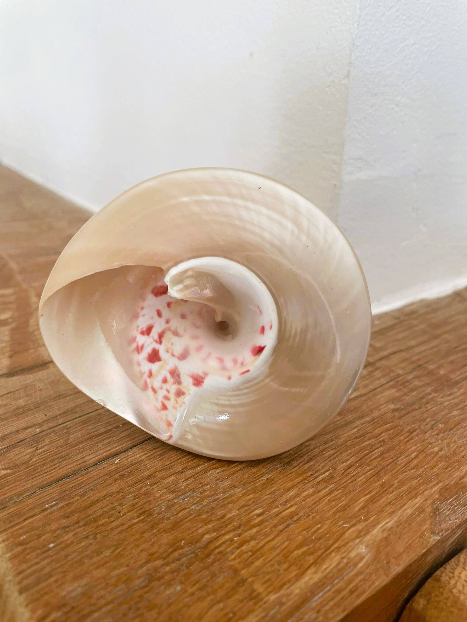 Petit coquillage : Trochus