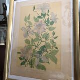 Botanical plate