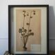 Framed old herbarium board
