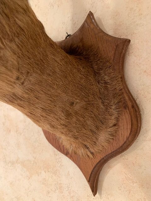 Taxidermy doe head deer deer hunting trophy