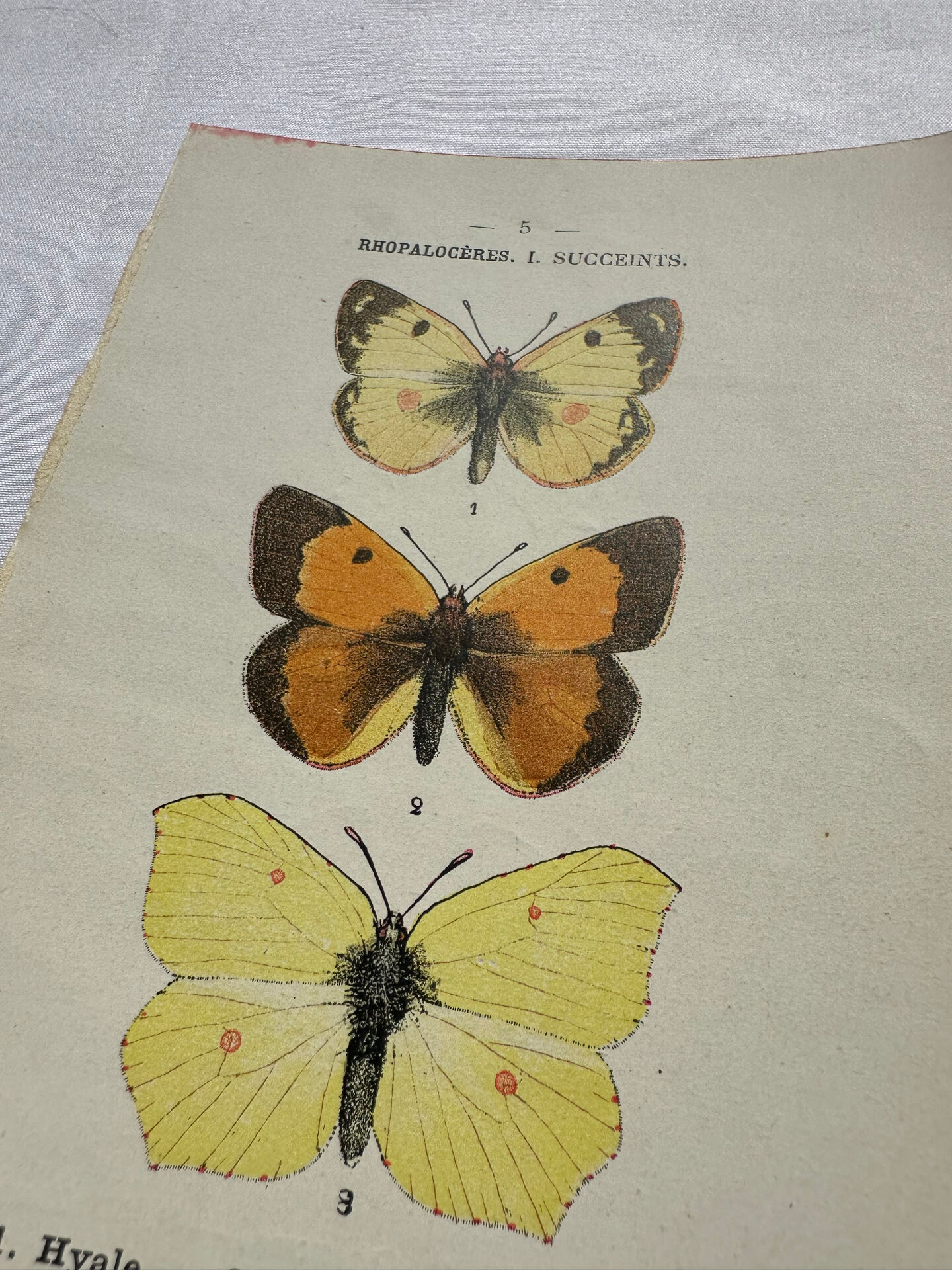Botanical engraving double-sided butterflies naturalist plate etching