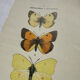 Botanical engraving double-sided butterflies naturalist plate etching