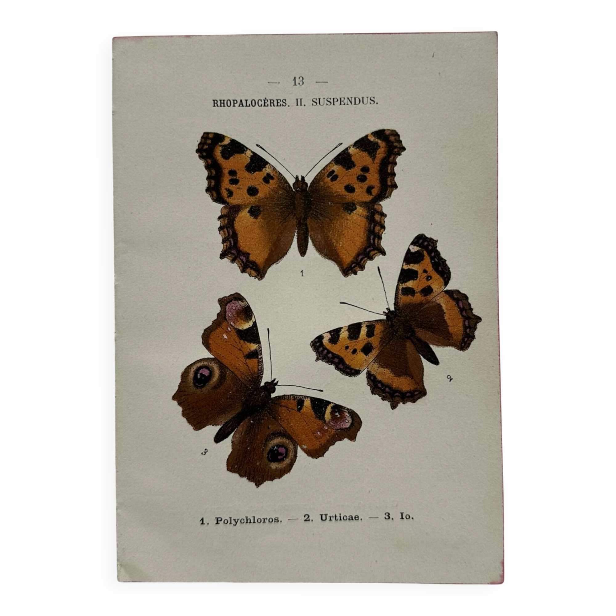 Gravure botanique papillons double face planche naturaliste Eau forte