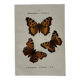 Gravure botanique papillons double face planche naturaliste Eau forte